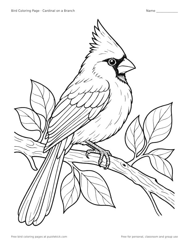 Birds coloring pages preview